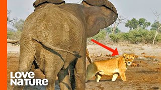 Angry Elephants Charge Lions to Protect Baby  Love Nature [upl. by Kendry]