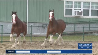 Budweiser Clydesdale horses arrive in New Orleans for Mardi Gras parades [upl. by Granniah223]