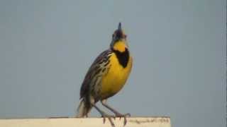 Eastern Meadowlark Song [upl. by Yup]