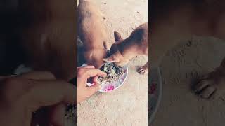 Puppies Wait for Food To Drop  Compilation viral viralvideo viralshorts dog [upl. by Leandro154]