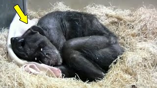 Chimpancé de 59 años se niega a comer y llora hasta oír una voz familiar [upl. by Aiclef408]