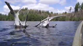 Adirondack Brook Trout Spring 2019 really a Splake [upl. by Walcoff]