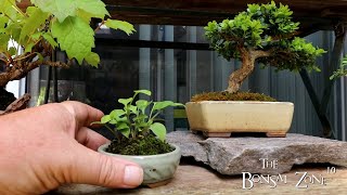 Boxwood Bonsai a Summer Garden Tour The Bonsai Zone July 2023 [upl. by Arawaj]