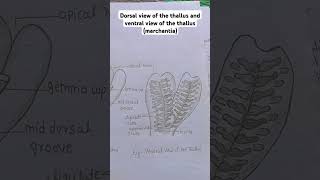 marchantia dorsal and ventral thallus [upl. by Lamoree]