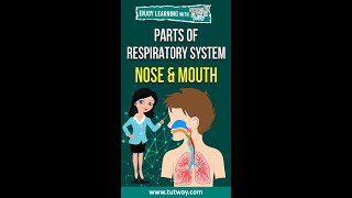 Respiratory System  Parts of Human Respiratory System Nose amp Mouth  Science shorts [upl. by Ecnedac640]