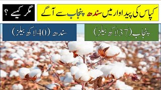 Pakistani Cotton Production Updates  Punjab vs Sindh Cotton Production [upl. by Kcirdor918]