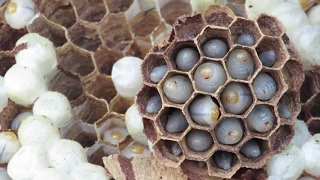 Japanese Giant Hornet Nest Full of Larvae [upl. by Eniawtna12]