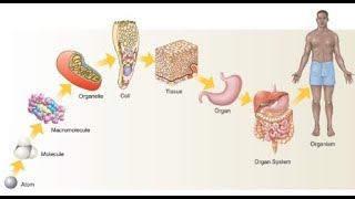 Levels of organisations  Class 9  Biology [upl. by Walley347]