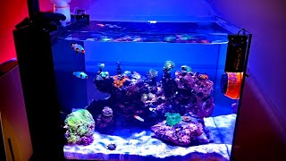 Waterbox 25 Peninsula Aquarium Episode 2 [upl. by Okihcas]