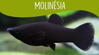 Molinésia Molly  Minha Fauna [upl. by Reinhard]