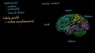 Revisión de las funciones de la corteza cerebral  Biología  Khan Academy en Español [upl. by Appel]