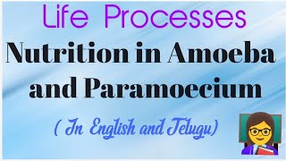 Life processes Nutrition in Amoeba and Paramoecium class10 biology apnewsyllabus cbseboard [upl. by Ecnal]