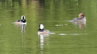 Hooded Merganser Courtship Ritual Made with Clipchamp [upl. by Tu]