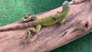 Orange Tiger Ctenosaura pectinata iguanas male and female pair 2022 Hatchlings unrelated ID4 [upl. by Aneehta842]