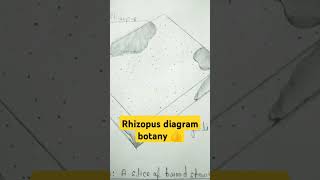 Rhizopus diagram important biology structure youtubeshorts biology botany imp 💯💯🤗🤗❤️❤️ [upl. by Micaela759]