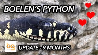 Boelens Python Simalia Boeleni update 2  Nine months [upl. by Gabrielle]