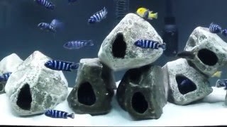 Pseudotropheus Demasoni tank malawi cichlids Mbuna [upl. by Eibbil712]