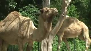 The Dromedary Camel Camelus Dromedarius One Hump [upl. by Soulier126]