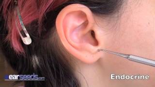 Endocrine Auriculotherapy Ear Point [upl. by Ancilin]