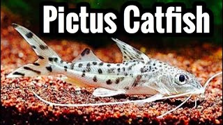 Pictus Catfish Care Guide [upl. by Lucienne740]