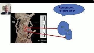 Understanding Sphincterotomy Bleeding Anatomy Risks and Challenges [upl. by Stultz480]