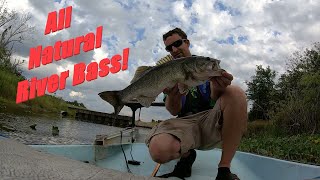 largemouth Bass and Snook while fishing the Caloosahatchee River [upl. by Aihsined]