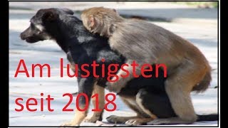 Top 100 süße und lustige Tiervideos aus dem Jahr 2018  Versuche nicht über Tiere zu lachen [upl. by Nyvrem938]