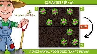 Plantadvies bij 3 planten per vierkante meter [upl. by Aisatsan18]