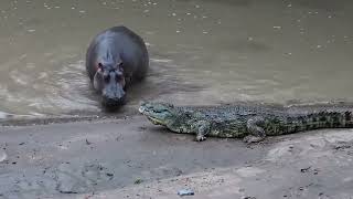 Nile crocodile trying to scare a Hippo [upl. by Yrdua550]