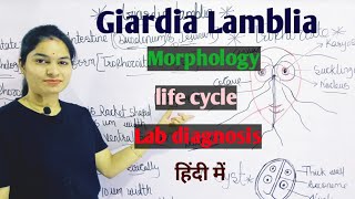 Giardia Lamblia  Morphology  Life Cycle  Lab Diagnosis  Giardiasis in hindi [upl. by Fitton]