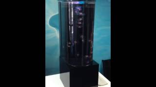 Eon 2ube Jellyfish Tank [upl. by Ball23]