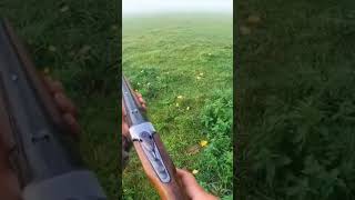 Belle action de chasse lievre [upl. by Dymoke648]