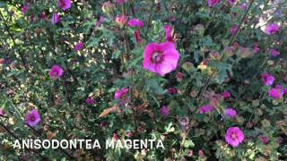 Anisodontea magenta Garden Center online Costa Brava  Girona [upl. by Ariane]