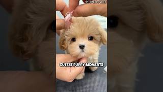 Top 3 Cutest Puppies 🐶💖shorts cute cutepuppy puppy puppies cuteanimals [upl. by Tse]