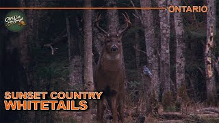 Big Deer in the Big Timber of Ontario  Canada in the Rough [upl. by Adnawed502]