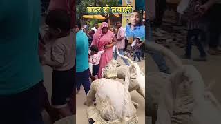 Bandar log keise dara rahe hai funny comedy bhojpuri shortfeed crazycomedy 😄😆🤩😆😃😉🌹💯💯 [upl. by Noiro224]