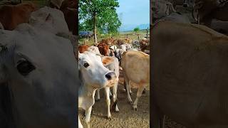 Jai Gaumata jai krishana 🙏🙏  animals cows gaumatacute cows farming [upl. by Seen414]