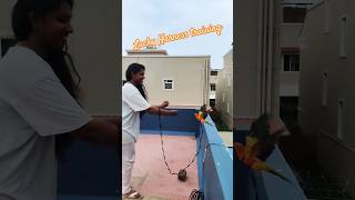 Sunconure parrot Harness training mightyfeathersfarm [upl. by Aynod]