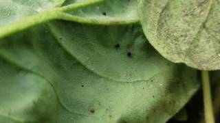 Delphastus catalinae Attack Bemisia tabaci Silverleaf Whitefly [upl. by Ayom]