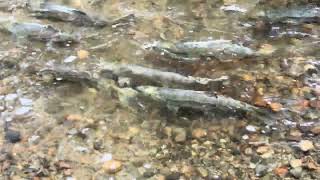 Salmon spawning in Hyde Creek Port Coquitlam [upl. by Latihs]