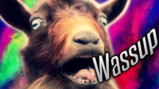 WASSUP GOAT [upl. by Danette]