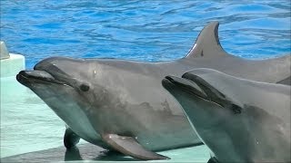 【完全版】 イルカのパフォーマンスショー  名古屋港水族館 【見たい場面だけをつなげてみた】 [upl. by Corbett]