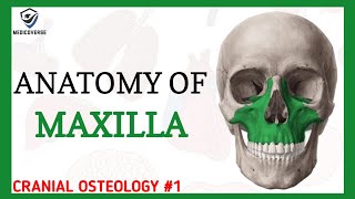 Maxilla Anatomy  Cranial osteology 1 [upl. by Artima]