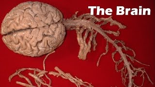 The Brain [upl. by Ramona]