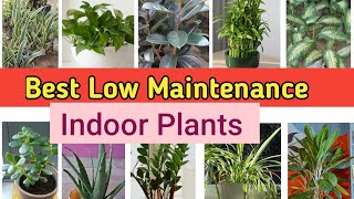 Best Low Maintenance Indoor plants For Home Indoor plants for Home zero maintenance plants [upl. by Eisso554]