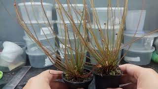 DROSERA FILIFORMIS VAR FLORIDANA  THREADLEAF SUNDEW [upl. by Esirec]