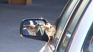 Bird Struggles With Car Mirror On Airport Windhoek [upl. by Margarita]