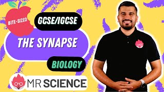 The Synapse  Bitesized  GCSE  IGCSE  Mr Science in 8K [upl. by Saire]