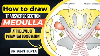 Transverse Section of Medulla  TS of Lower Part of Medulla at Pyramidal Decussation [upl. by Raynor]