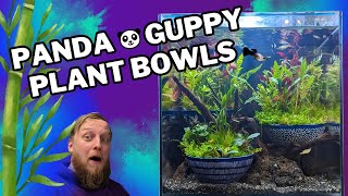 SUPER simple aquascaping Building a Wabi Kusa inspired Guppy aquarium [upl. by Haroppizt693]